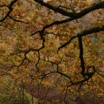 Farbenprächtiger Baum